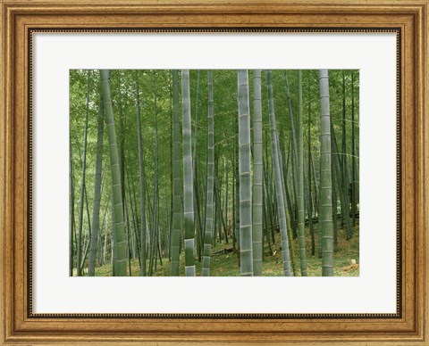 Framed Bamboo Trees In A Forest, Fukuoka, Japan Print
