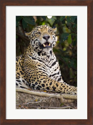 Framed Close-Up Of A Jaguar Snarling Print