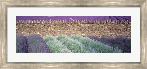 Framed Lavender Growing Beside Dry-Stone Wall, Somerset, England Print