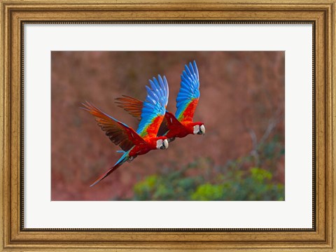 Framed Close Up Of Two Flying Red-And-Green Macaws Print