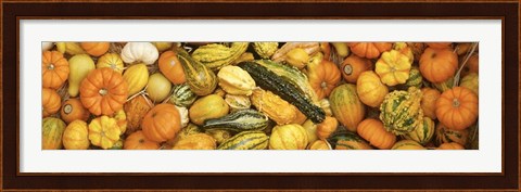 Framed View Of Decoarative Pumpkins Print