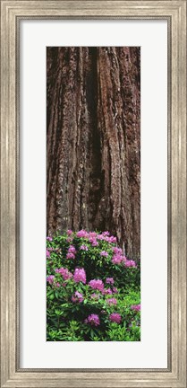 Framed Blooming Rhododendron Below Giant Redwood, Trinidad, California Print