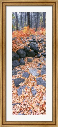 Framed Fallen Maple Leaves In Forest In Autumn, Oak Creek Canyon, Arizona Print