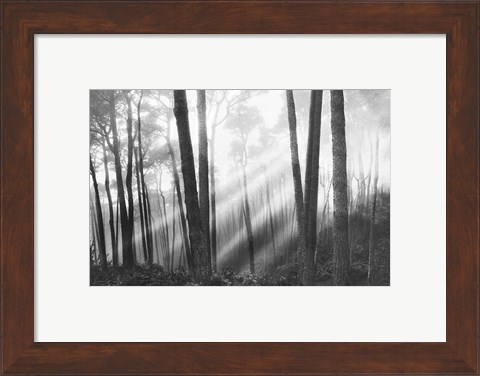 Framed Mystical Forest &amp; Sunbeams Print