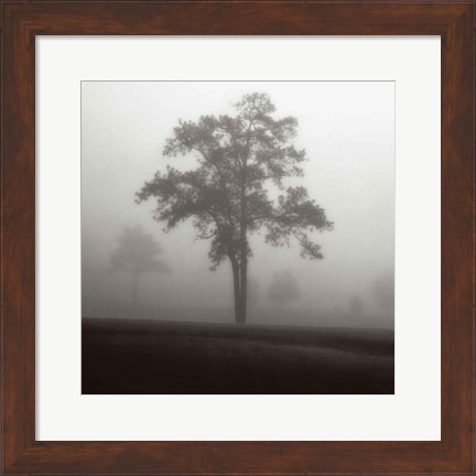 Framed Fog Tree Study I Print