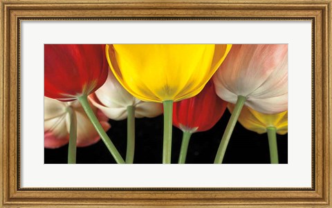 Framed Sunshine Tulips Print