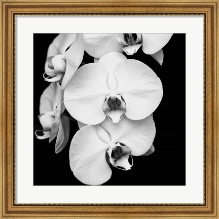 Framed Orchid Portrait I Print