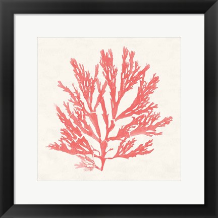 Framed Pacific Sea Mosses I Coral Print