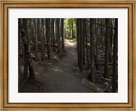 Framed Country Road Photo VI Print