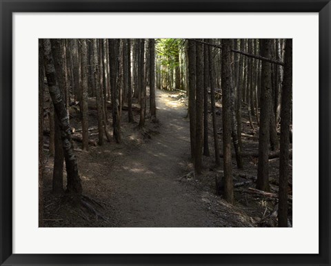 Framed Country Road Photo VI Print