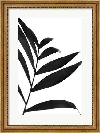 Framed Black Palms IV Print