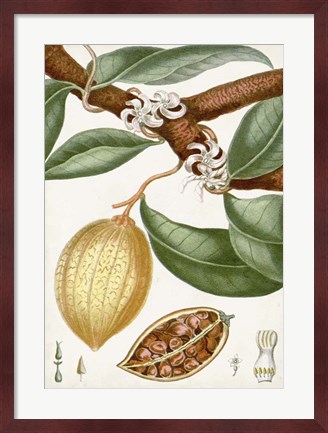 Framed Turpin Tropical Fruit II Print