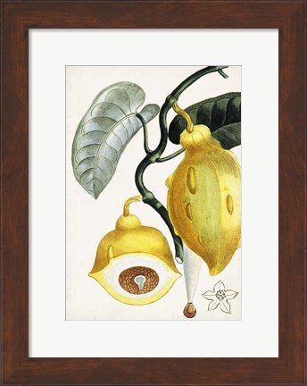 Framed Turpin Tropical Fruit IV Print