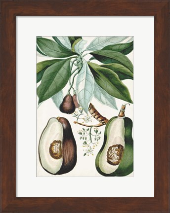 Framed Turpin Tropical Fruit V Print