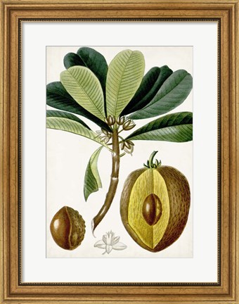 Framed Turpin Tropical Fruit VI Print