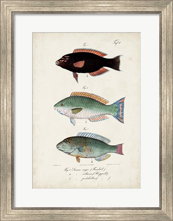 Framed Antique Fish Trio IV Print