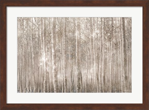 Framed Birch Trees Print