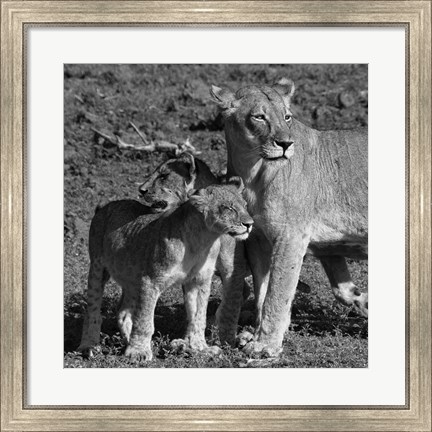Framed Lioness and Cubs Print