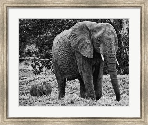 Framed Mama and Baby Elephant I Print
