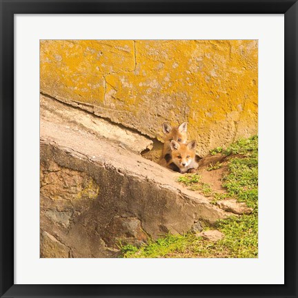 Framed Fox Cubs II Print