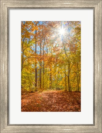 Framed Autumn Forest Print
