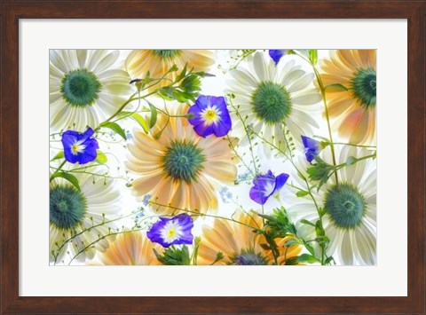 Framed Gerbera flowers and Blue Ensign Print