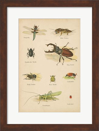 Framed Natural History Book IV Print