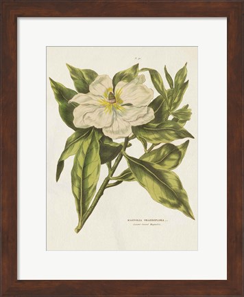 Framed Herbal Botanical II Flower Print