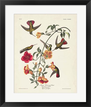 Framed Pl 184 Mango Hummingbird Print