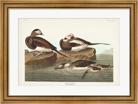 Framed Pl 312 Long-tailed Duck Print
