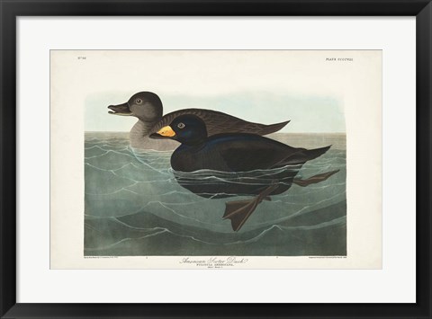 Framed Pl 408 American Scoter Duck Print