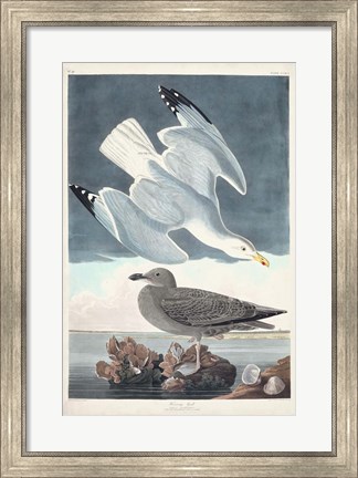 Framed Pl 291 Herring Gull Print