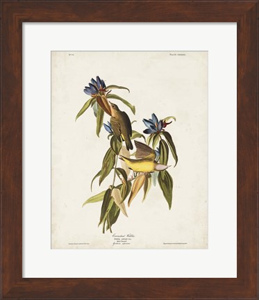 Framed Pl 138 Connecticut Warbler Print