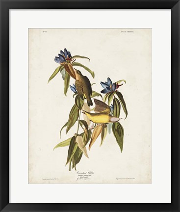 Framed Pl 138 Connecticut Warbler Print