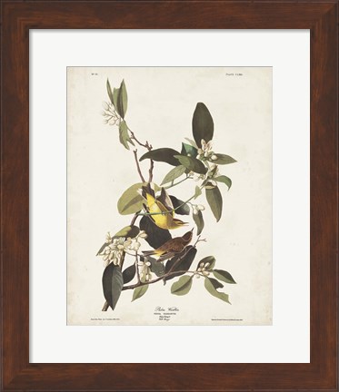 Framed Pl 163 Pine Warbler Print
