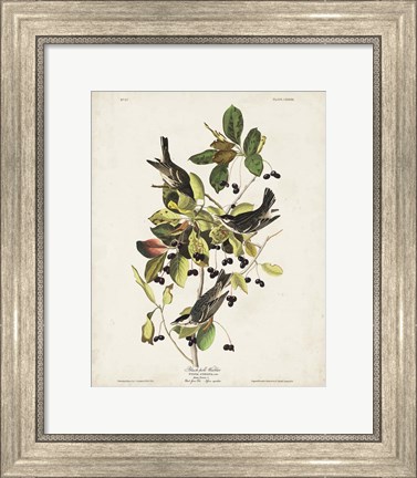 Framed Pl 133 Black Poll Warbler Print