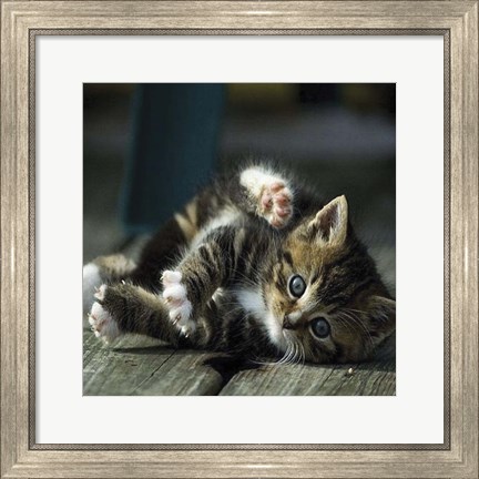 Framed Cat Yoga V Print