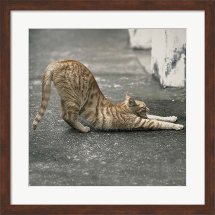 Framed Cat Yoga VIII Print