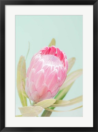 Framed Sun Drenched Blossom I Print