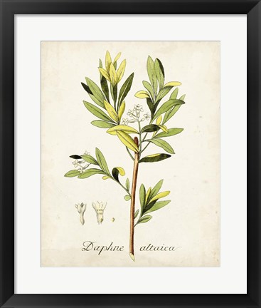 Framed Antique Herb Botanical IV Print