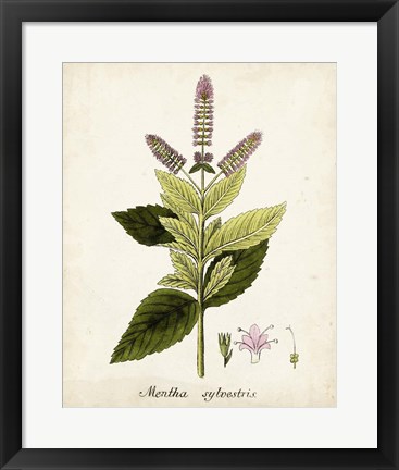 Framed Antique Herb Botanical VI Print