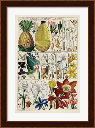 Framed Pineapple Chart Print