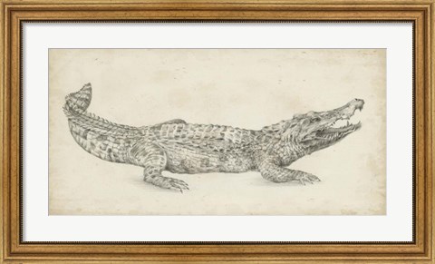 Framed Crocodile Sketch Print