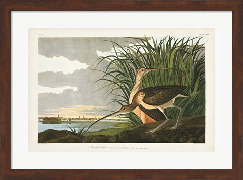 Framed Pl. 231 Long-billed Curlew Print