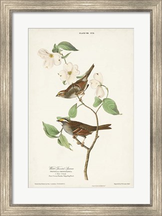 Framed Pl.8 White-throated Sparrow Print