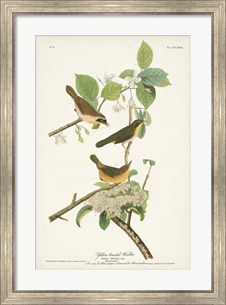 Framed Pl. 23 Yellow-breasted Warbler Print