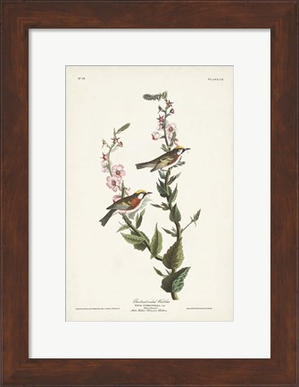 Framed Pl. 59 Chestnut-sided Warbler Print
