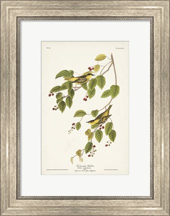 Framed Pl. 60 Carbonated Warbler Print