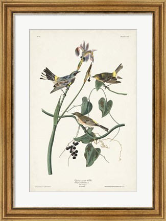 Framed Pl. 153 Yellow-rump Warbler Print