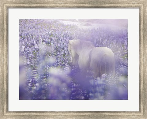 Framed Horse in Lavender IV Print